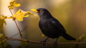 Blackbirds — Pubs in Luton