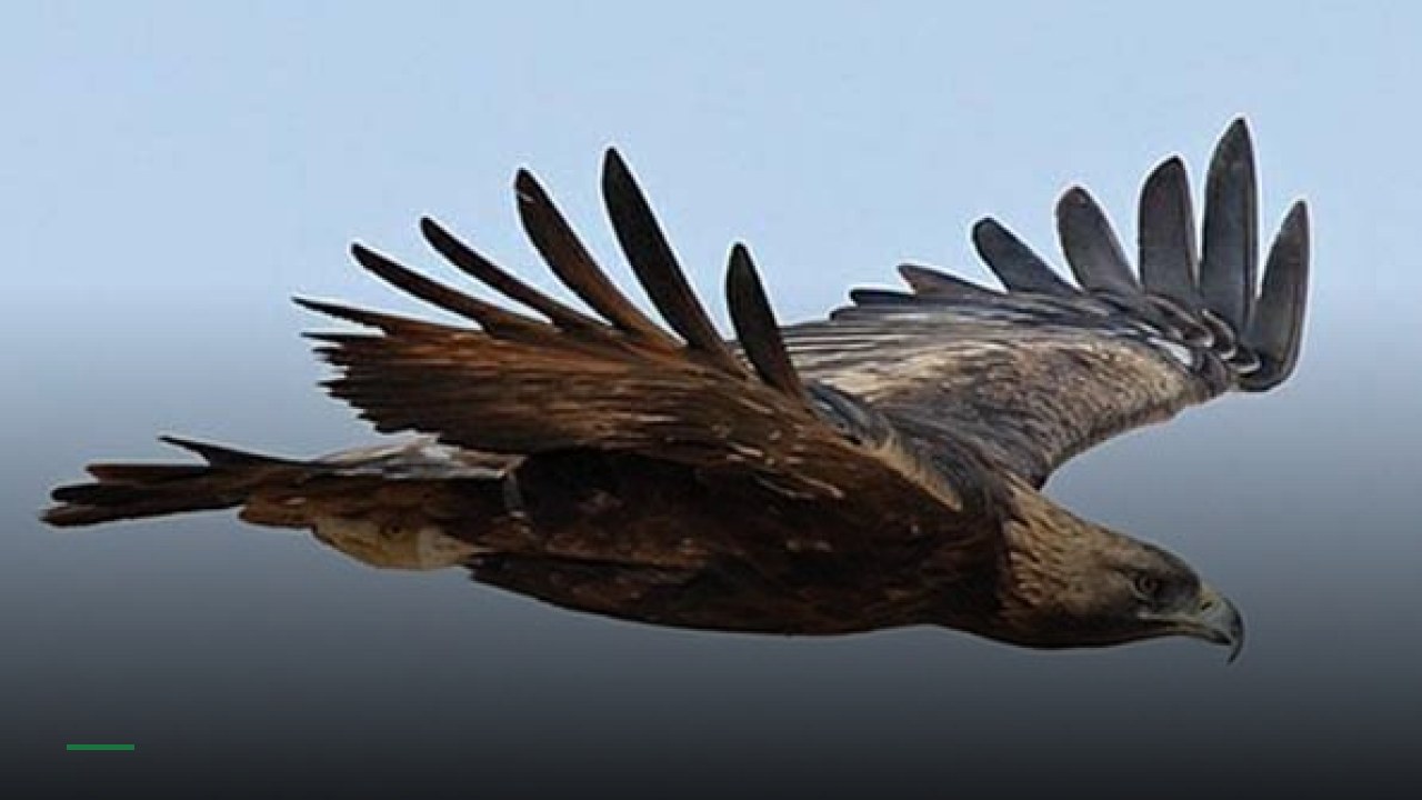 Eagle - Sports Bars in Nottingham