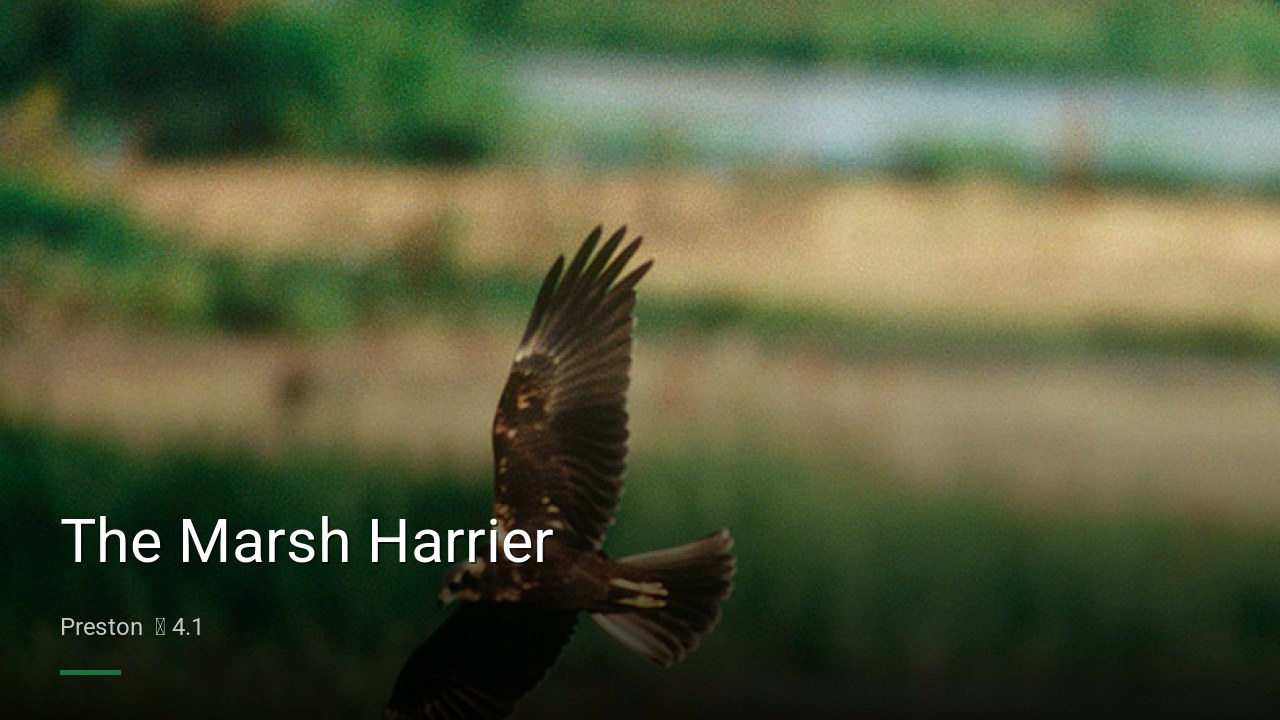 The Marsh Harrier - Sports Bars in Preston